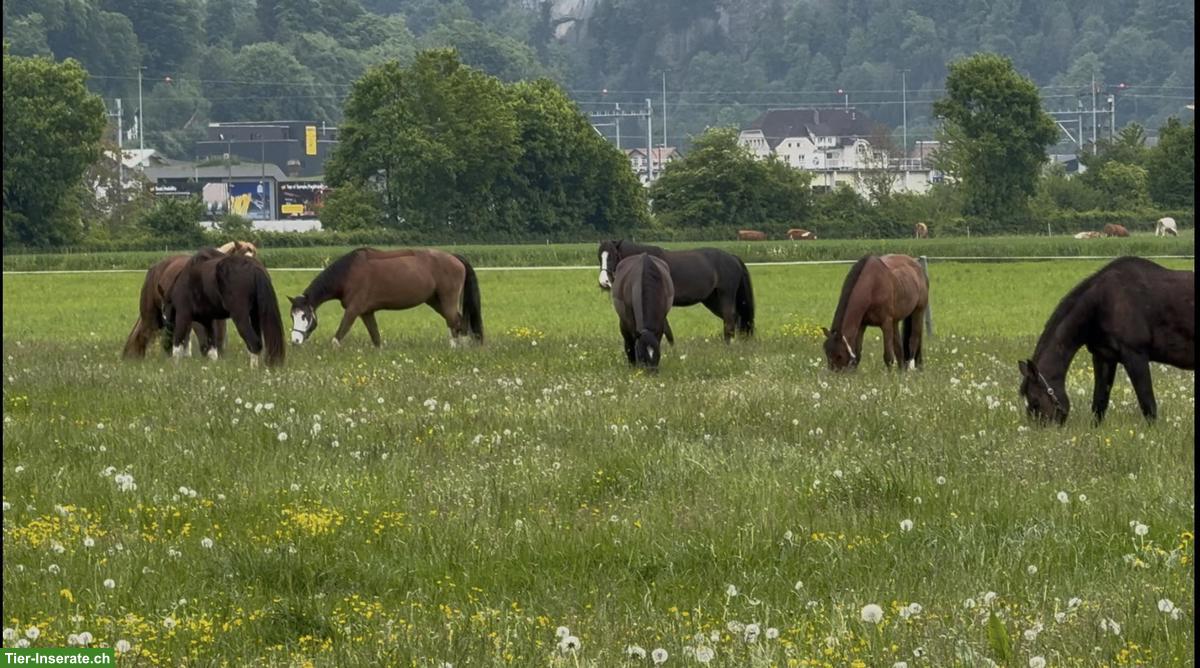 Pensionsplatz für sozialen Wallach, Matten bei Interlaken