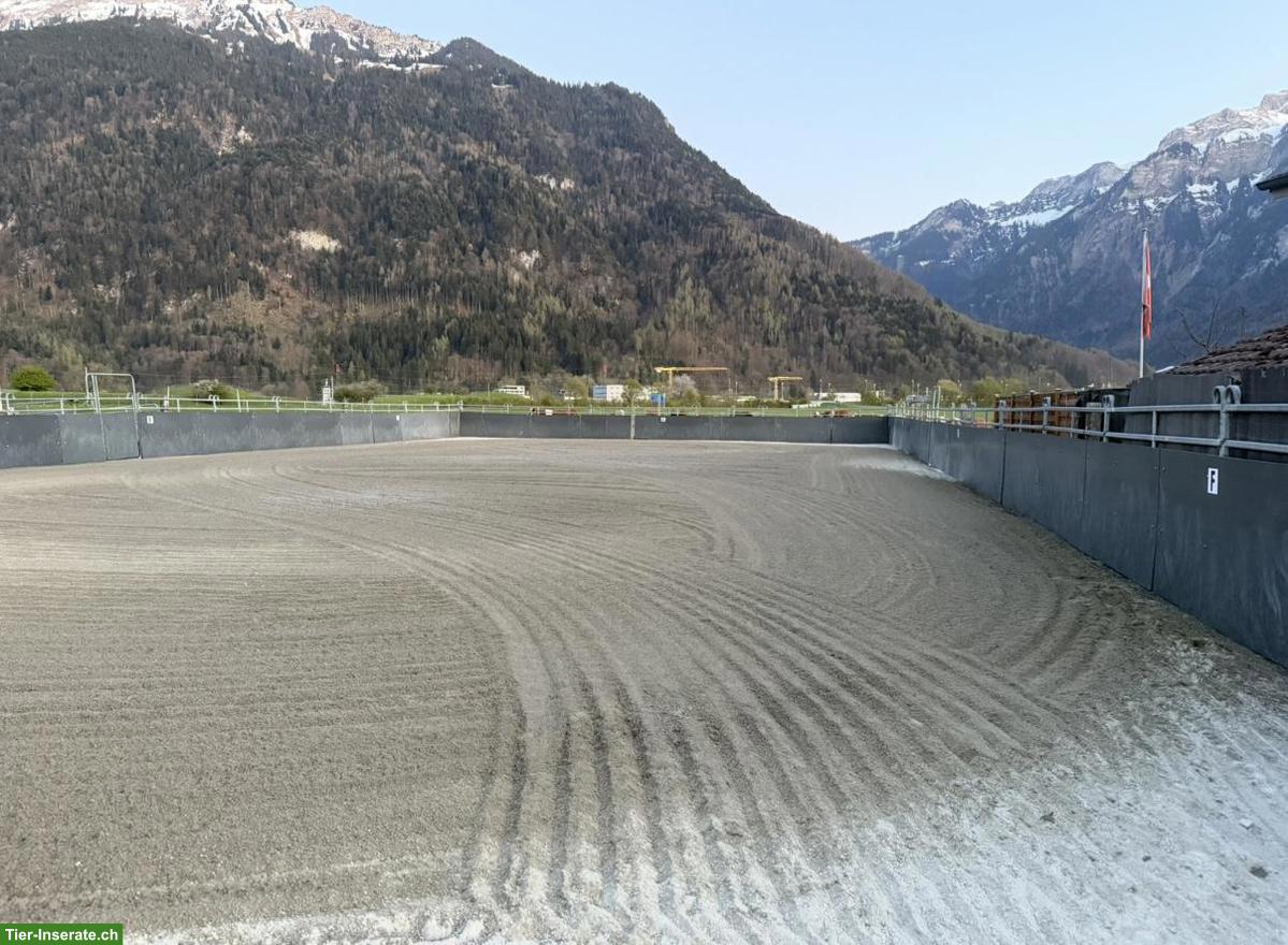 Bild 2: Pensionsplatz für sozialen Wallach, Matten bei Interlaken