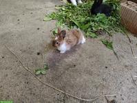 Suche Holländer Kaninchen Bock, Japanfarbe