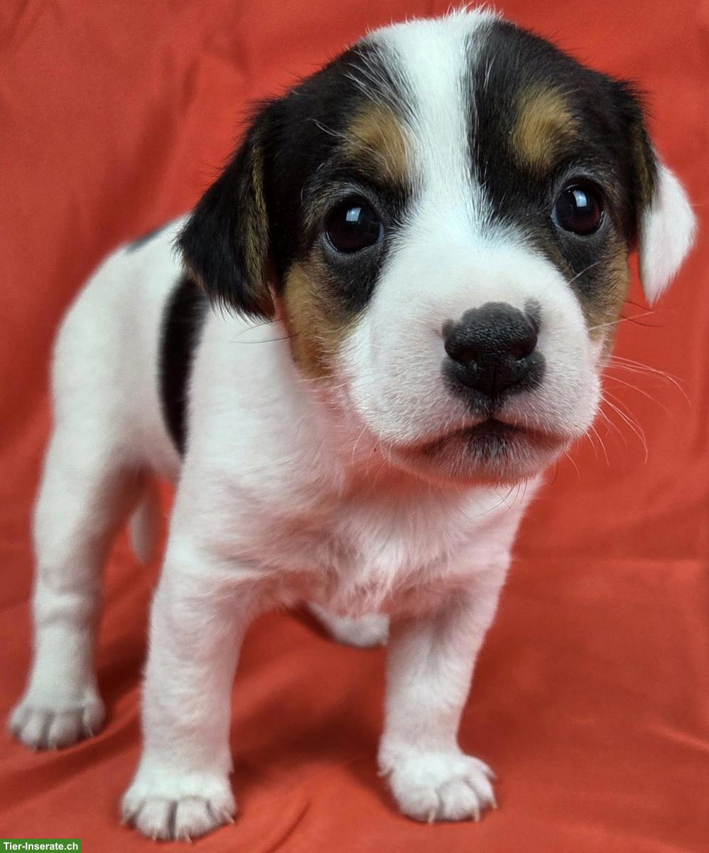 Parson Russell Terrier Welpen, Rüden und Hündinnen