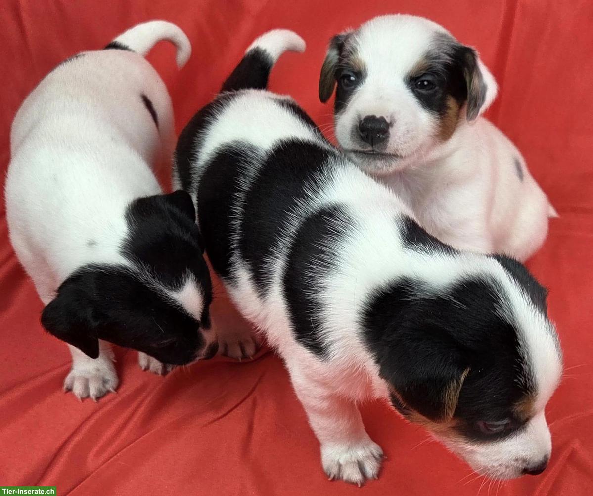 Bild 2: Parson Russell Terrier Welpen, Rüden und Hündinnen