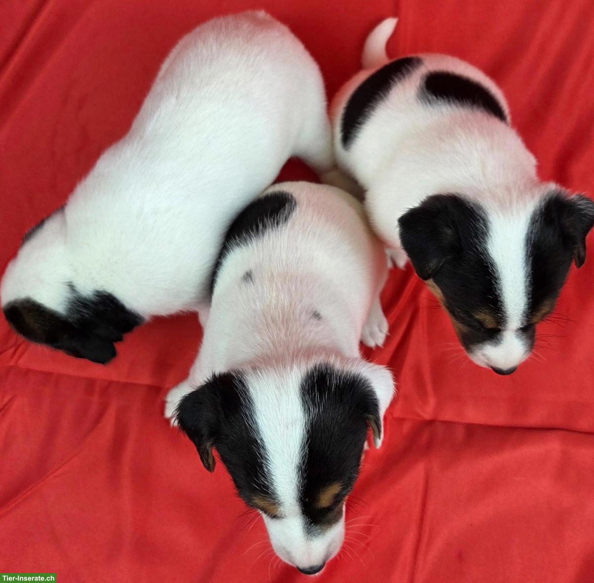 Bild 3: Parson Russell Terrier Welpen, Rüden und Hündinnen