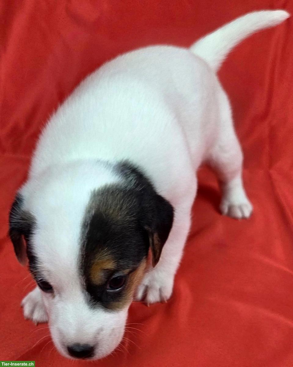 Bild 4: Parson Russell Terrier Welpen, Rüden und Hündinnen