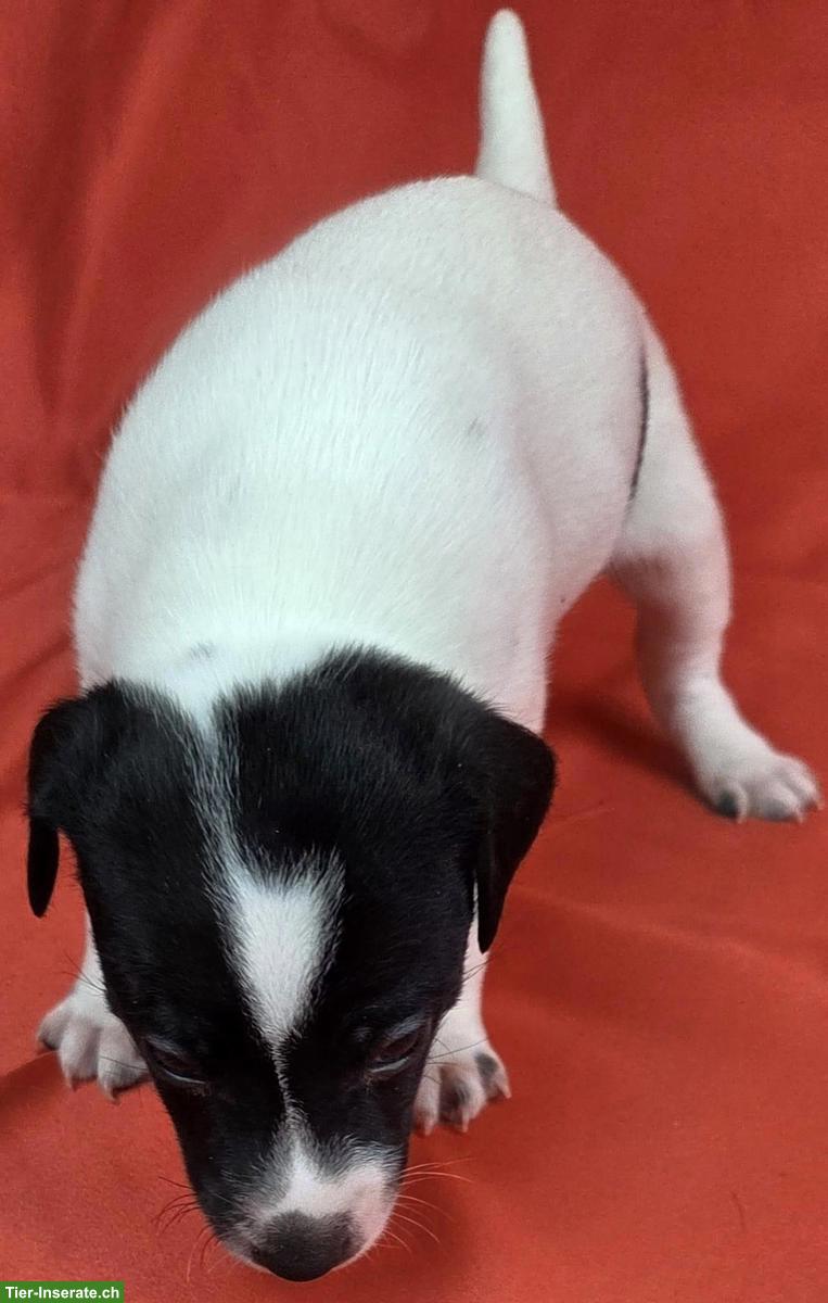 Bild 5: Parson Russell Terrier Welpen, Rüden und Hündinnen