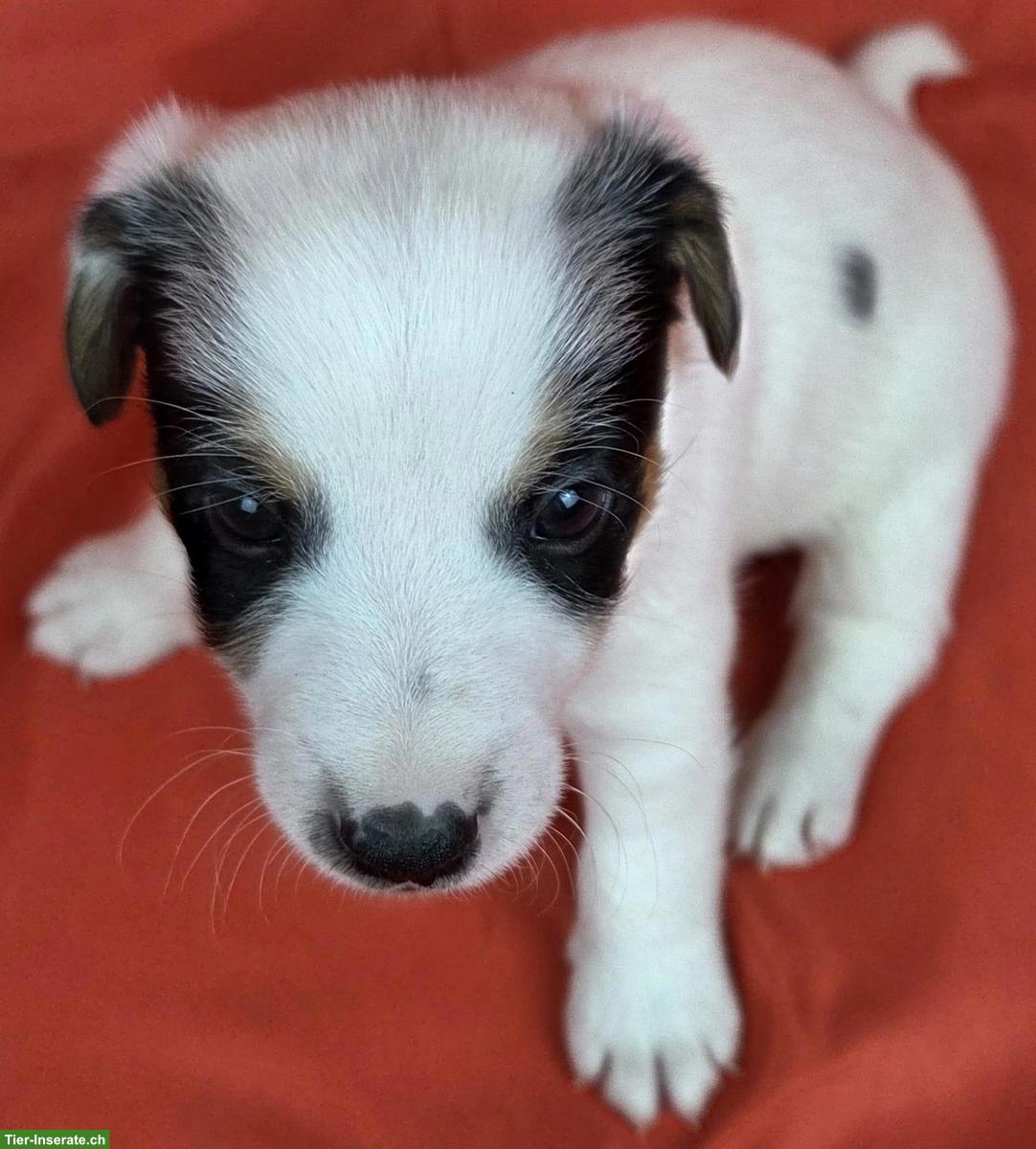 Bild 6: Parson Russell Terrier Welpen, Rüden und Hündinnen