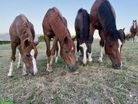 Junge Freiberger Stuten & Hengste, Sport, Zucht, Freizeit
