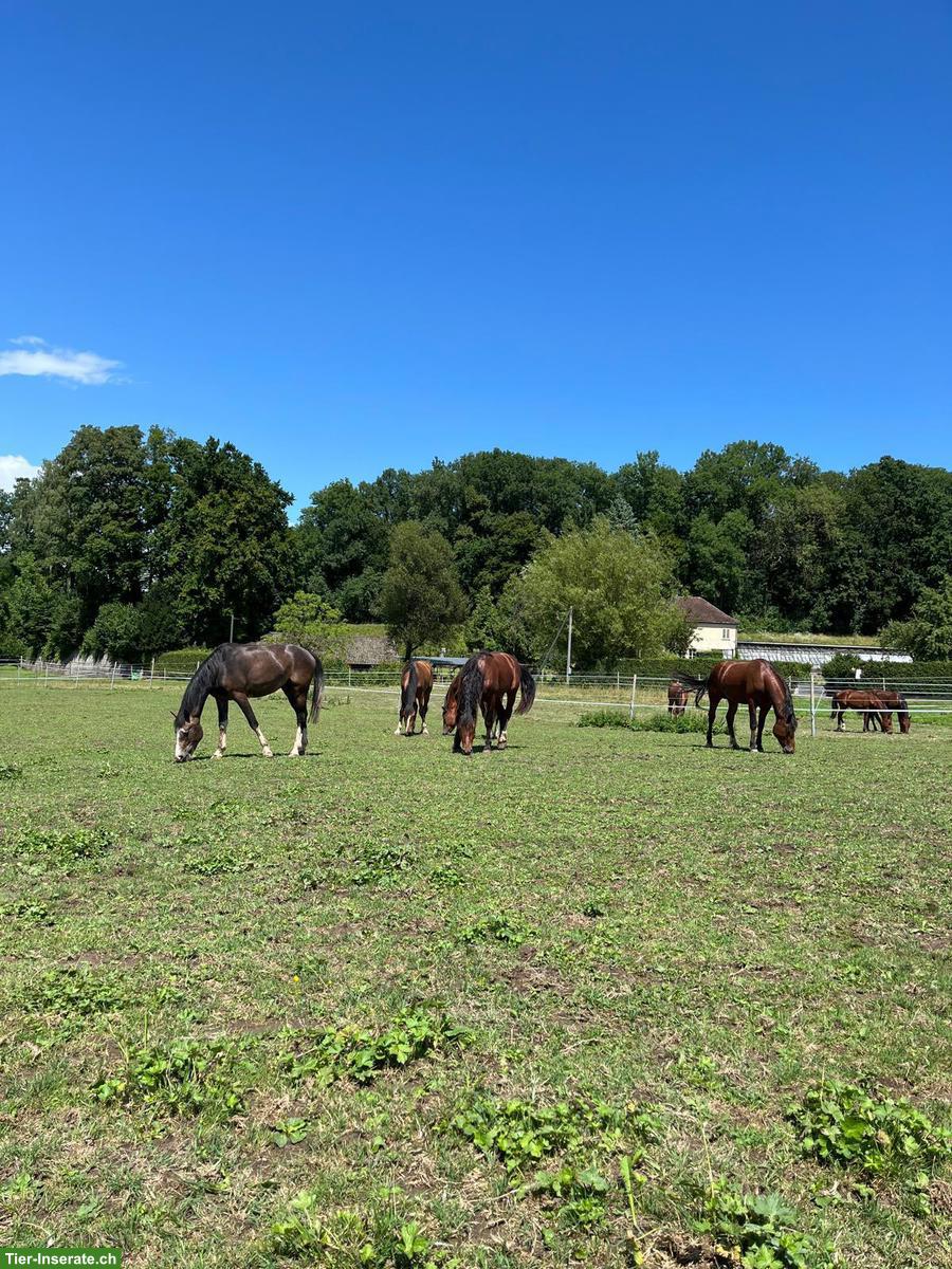 Bild 2: Junge Freiberger Stuten & Hengste, Sport, Zucht, Freizeit