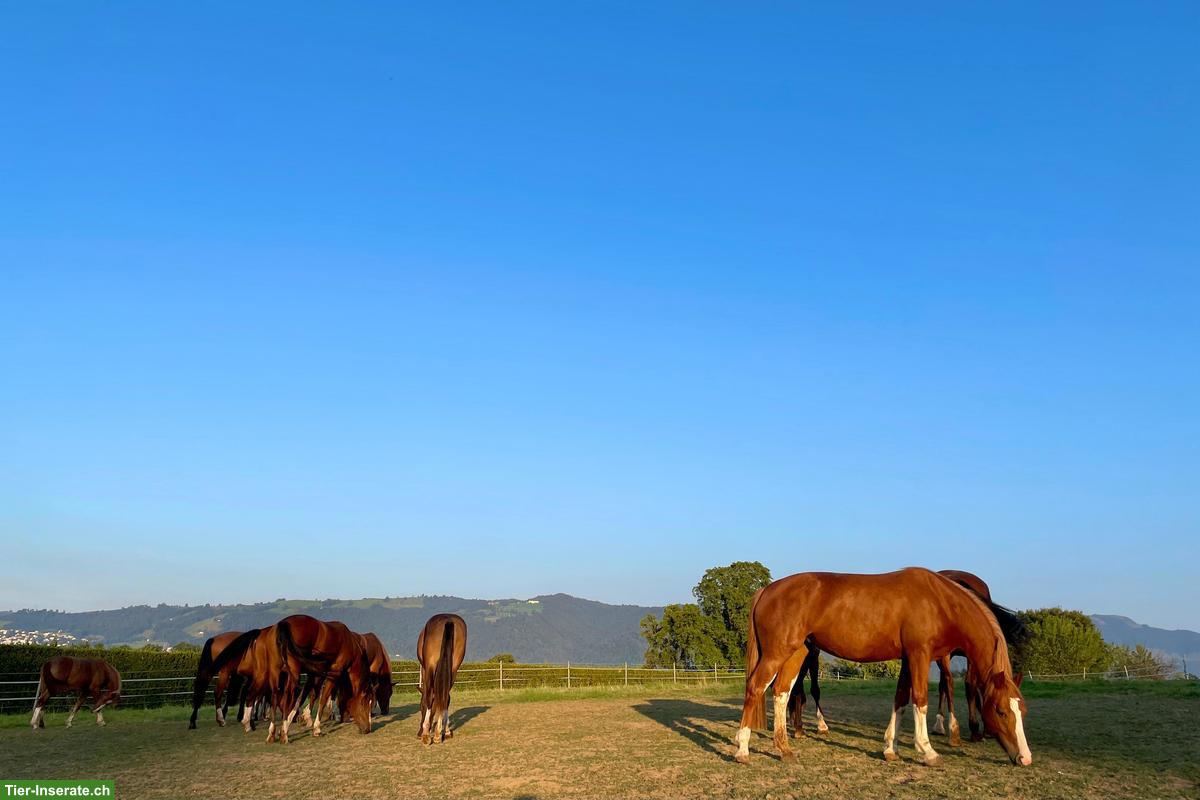 Bild 3: Junge Freiberger Stuten & Hengste, Sport, Zucht, Freizeit