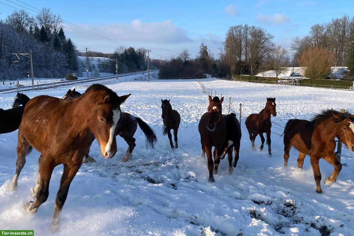 Bild 4: Junge Freiberger Stuten & Hengste, Sport, Zucht, Freizeit