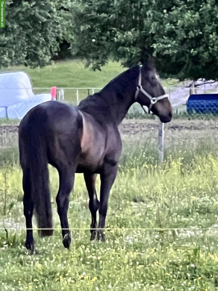Reitbeteiligung für fein gerittenen 22-j. IRL, Gossau ZH