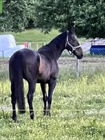 Reitbeteiligung für fein gerittenen 22-j. IRL, Gossau ZH