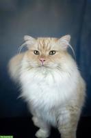 Sibirischer Kater, 3-jährig, aus Zucht