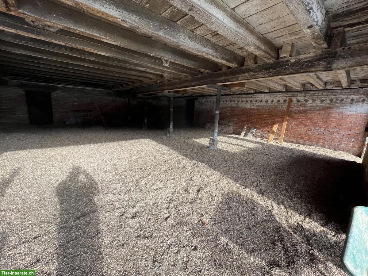 Pensionsplätze frei im Offenstall, Holderbank SO