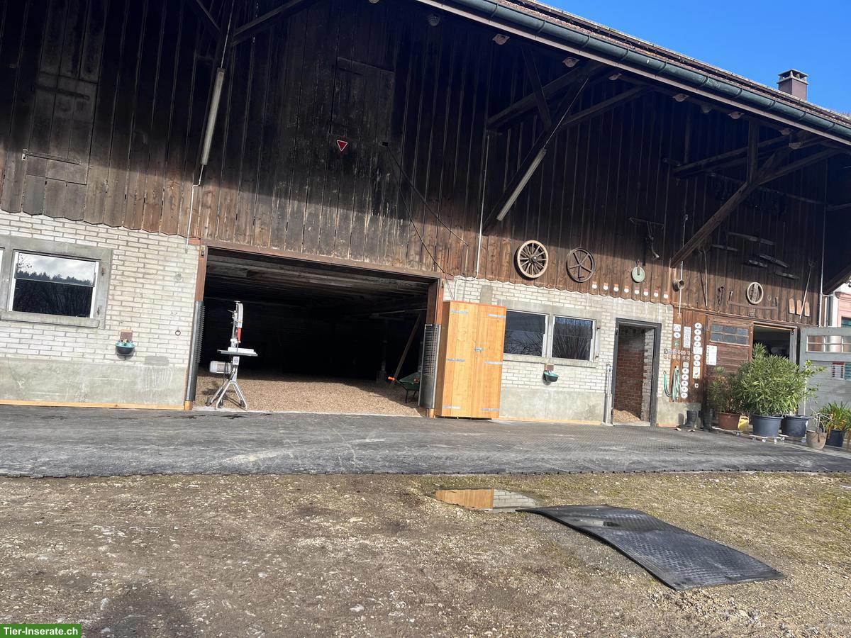 Bild 2: Pensionsplätze frei im Offenstall, Holderbank SO