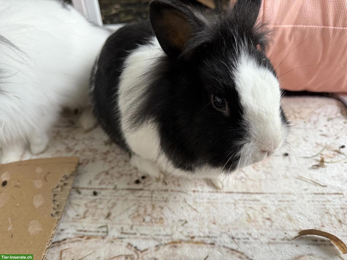 Löwenköpfchen-Geschwister suchen artgerechtes Aussengehege