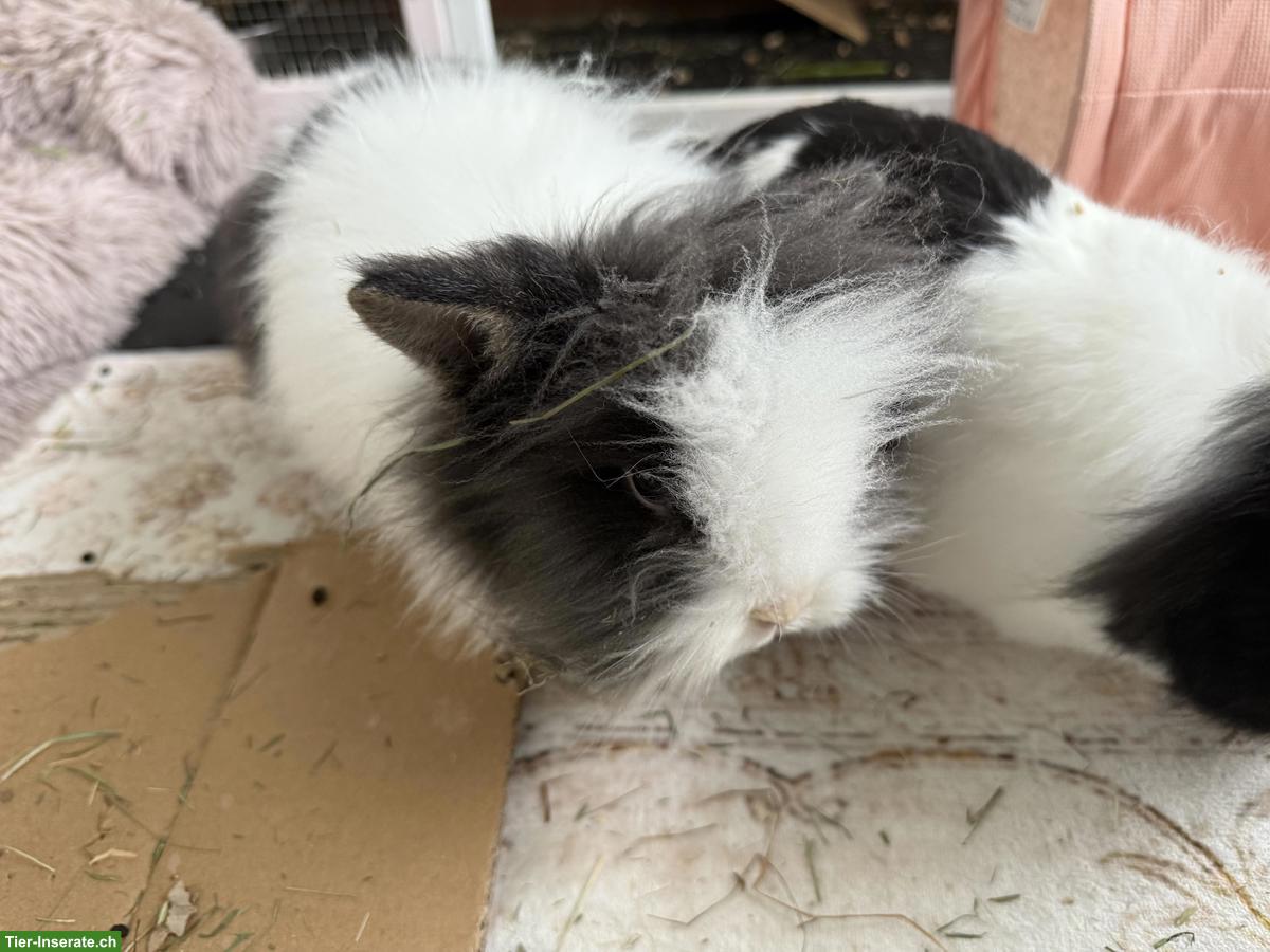 Bild 2: Löwenköpfchen-Geschwister suchen artgerechtes Aussengehege