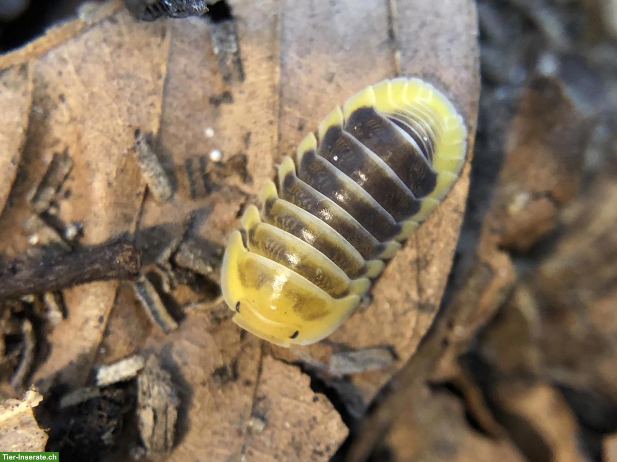 Cubaris sp. Jupiter Asseln zu verkaufen