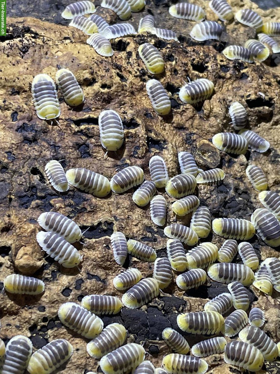 Bild 2: Cubaris sp. Jupiter Asseln zu verkaufen