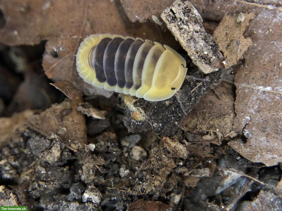 Bild 3: Cubaris sp. Jupiter Asseln zu verkaufen