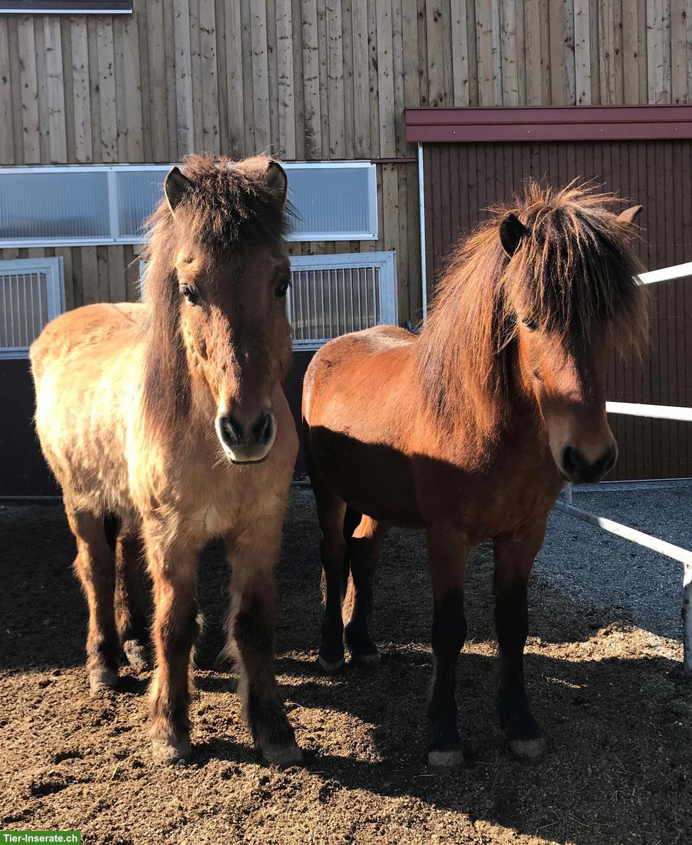 Reitbeteiligung auf 1-2 Islandpferden in Rothenbrunnen GR