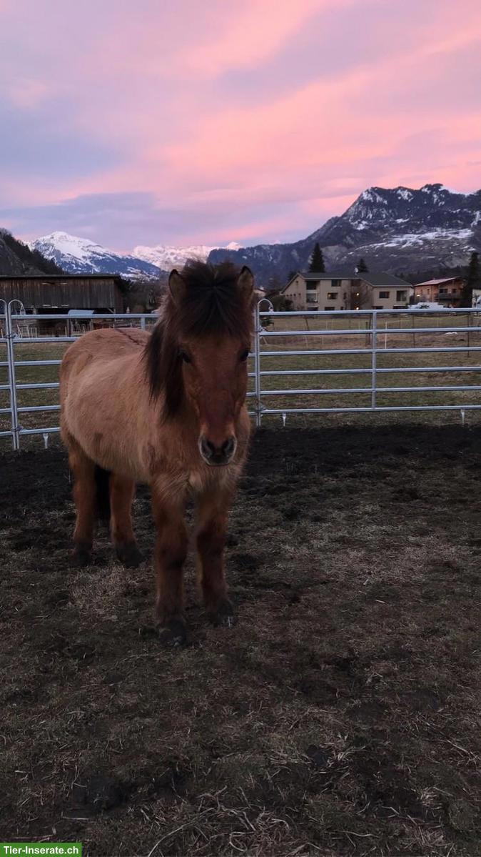 Bild 2: Reitbeteiligung auf 1-2 Islandpferden in Rothenbrunnen GR