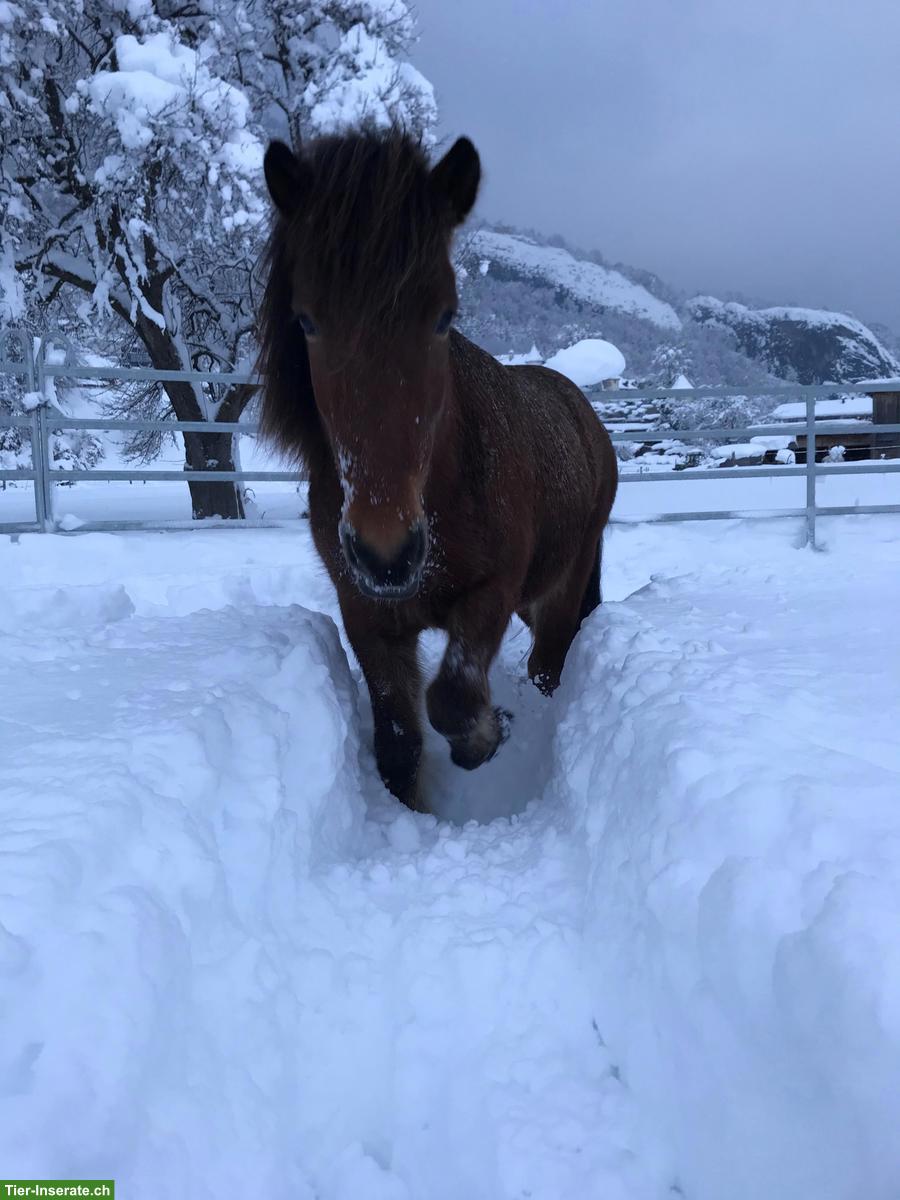 Bild 3: Reitbeteiligung auf 1-2 Islandpferden in Rothenbrunnen GR