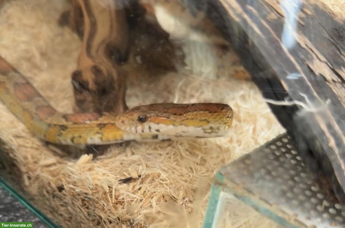 Bild 2: Kornnatter Cookie sucht sein Für-immer-Zuhause