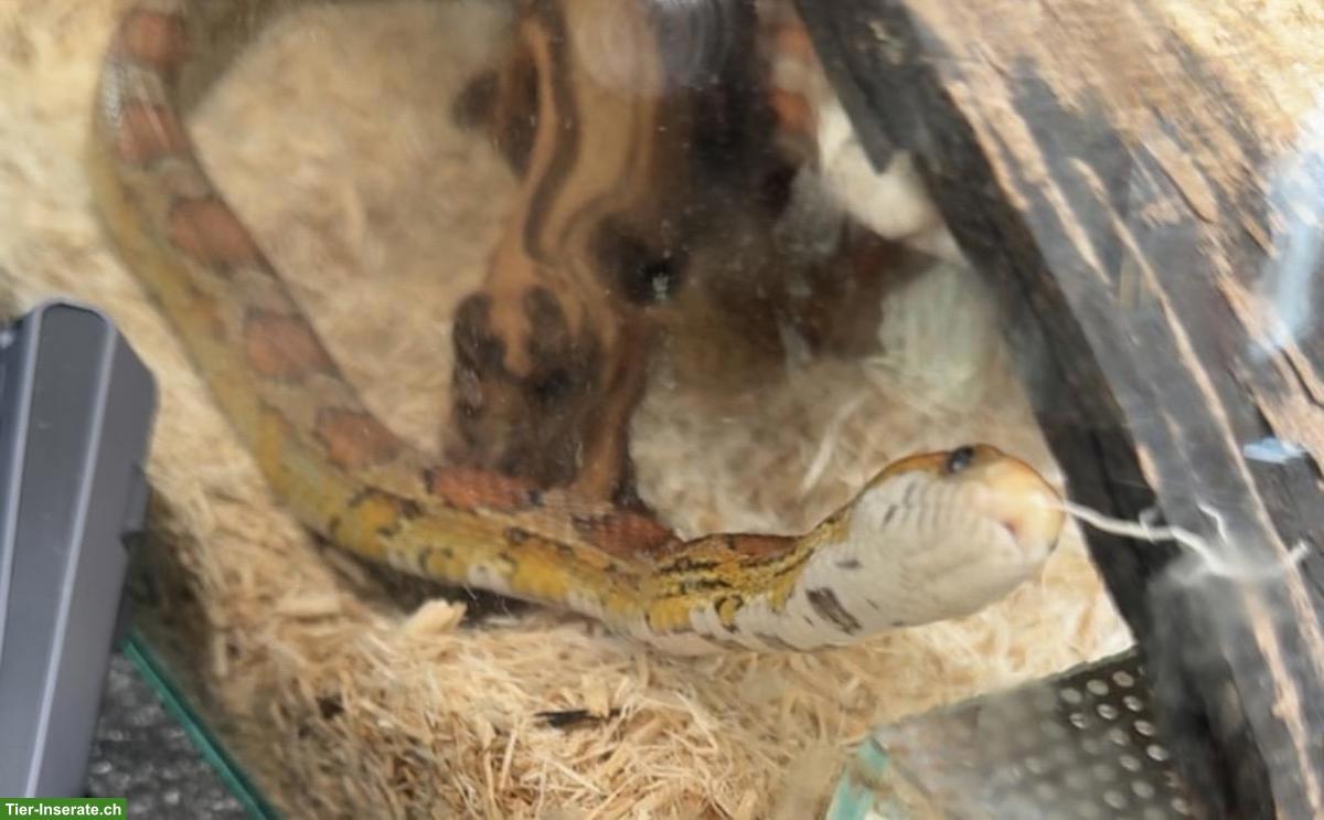 Bild 3: Kornnatter Cookie sucht sein Für-immer-Zuhause