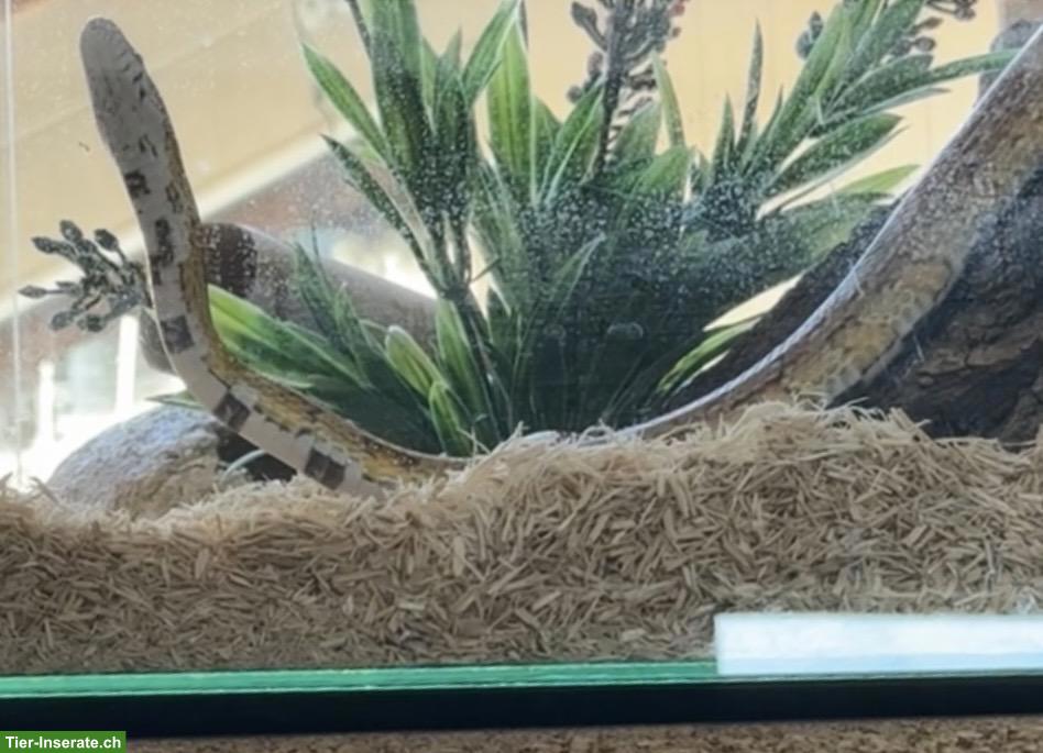 Bild 4: Kornnatter Cookie sucht sein Für-immer-Zuhause