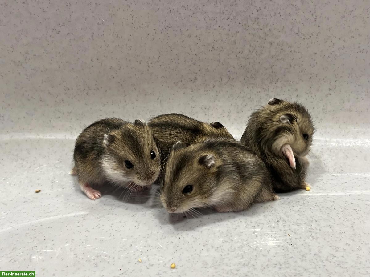 Zwerghamster Jungtiere, Dsungarisch x Campbell