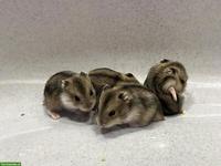 Zwerghamster Jungtiere, Dsungarisch x Campbell