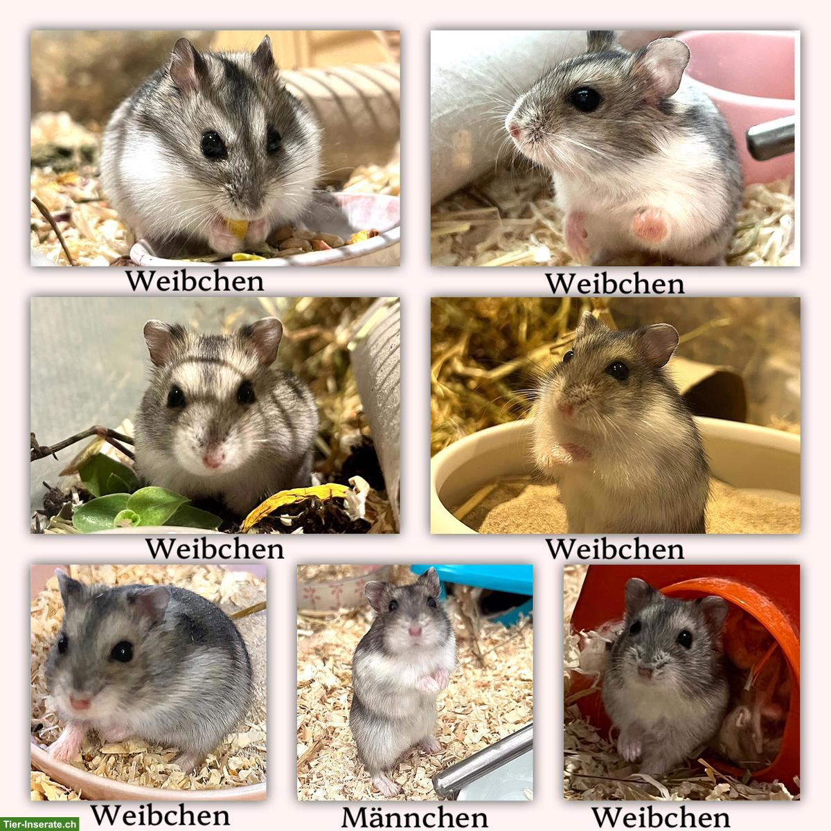 Bild 2: Zwerghamster Jungtiere, Dsungarisch x Campbell