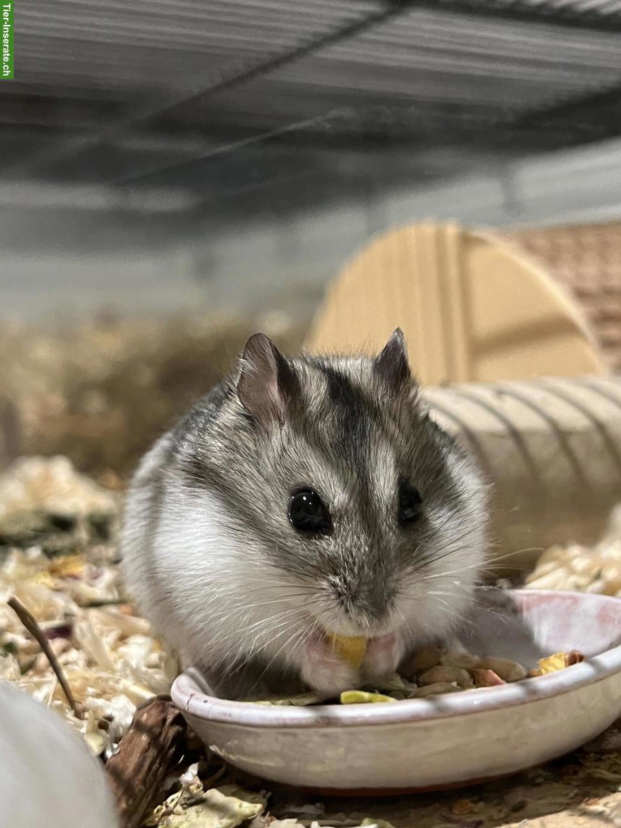 Bild 3: Zwerghamster Jungtiere, Dsungarisch x Campbell