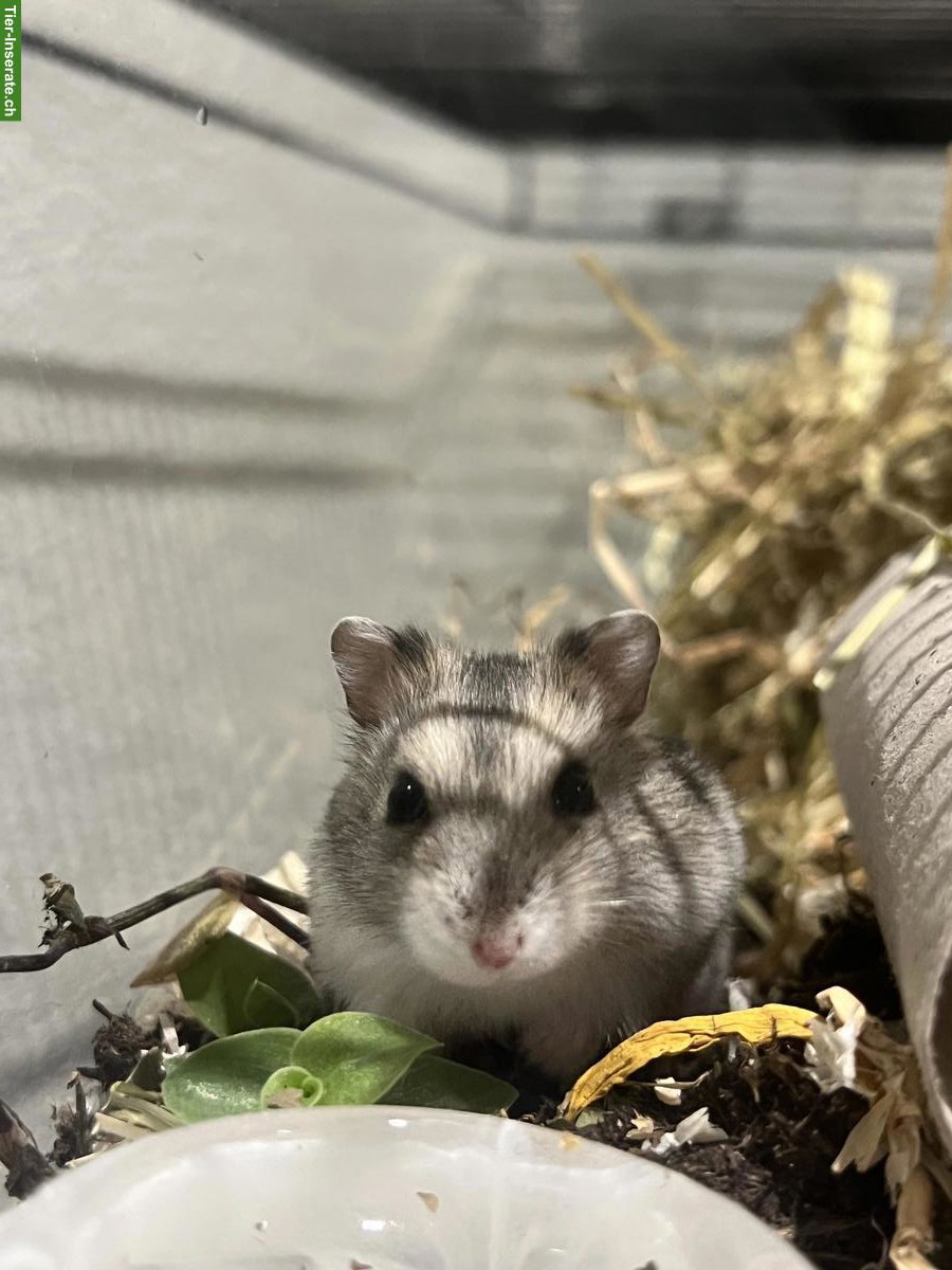 Bild 4: Zwerghamster Jungtiere, Dsungarisch x Campbell