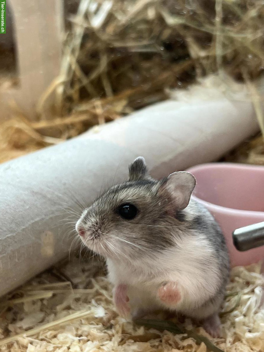 Bild 5: Zwerghamster Jungtiere, Dsungarisch x Campbell