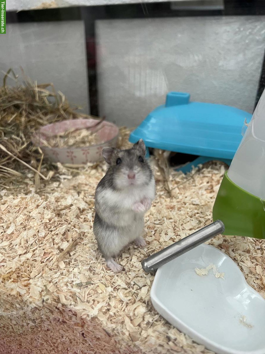 Bild 6: Zwerghamster Jungtiere, Dsungarisch x Campbell