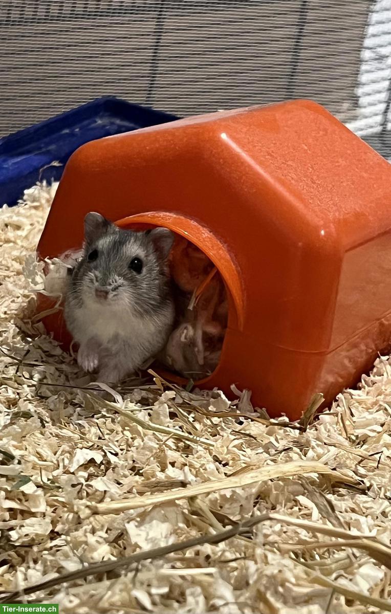 Bild 7: Zwerghamster Jungtiere, Dsungarisch x Campbell