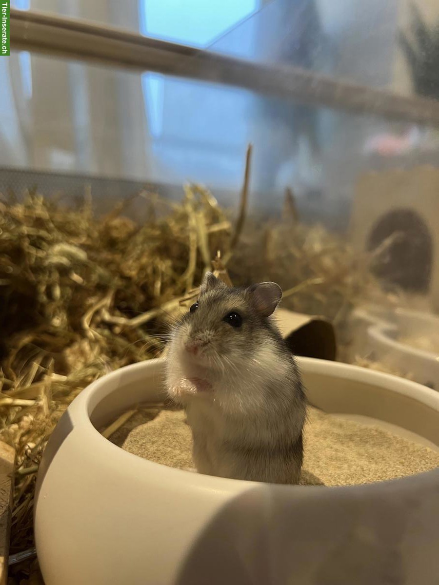 Bild 8: Zwerghamster Jungtiere, Dsungarisch x Campbell