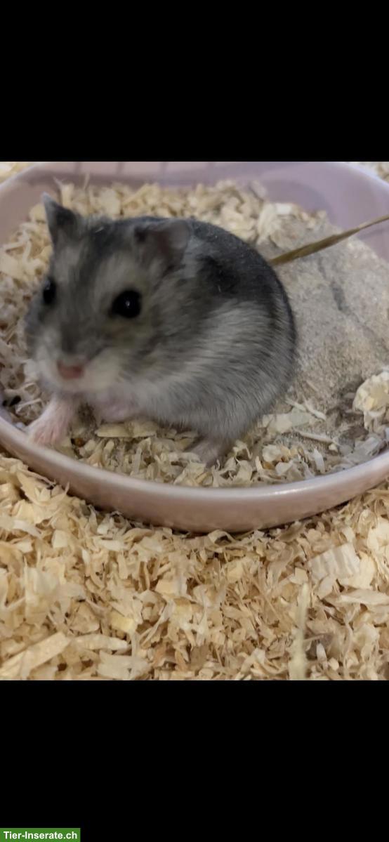 Bild 9: Zwerghamster Jungtiere, Dsungarisch x Campbell