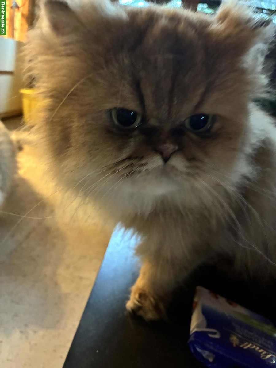 Britisch Langhaar Kätzin sucht ruhiges Zuhause