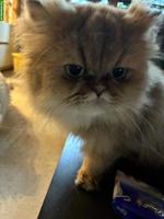 Britisch Langhaar Kätzin sucht ruhiges Zuhause