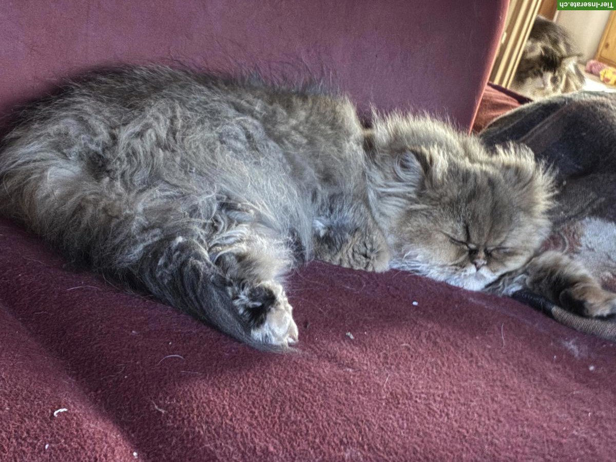 Bild 2: Britisch Langhaar Kätzin sucht ruhiges Zuhause