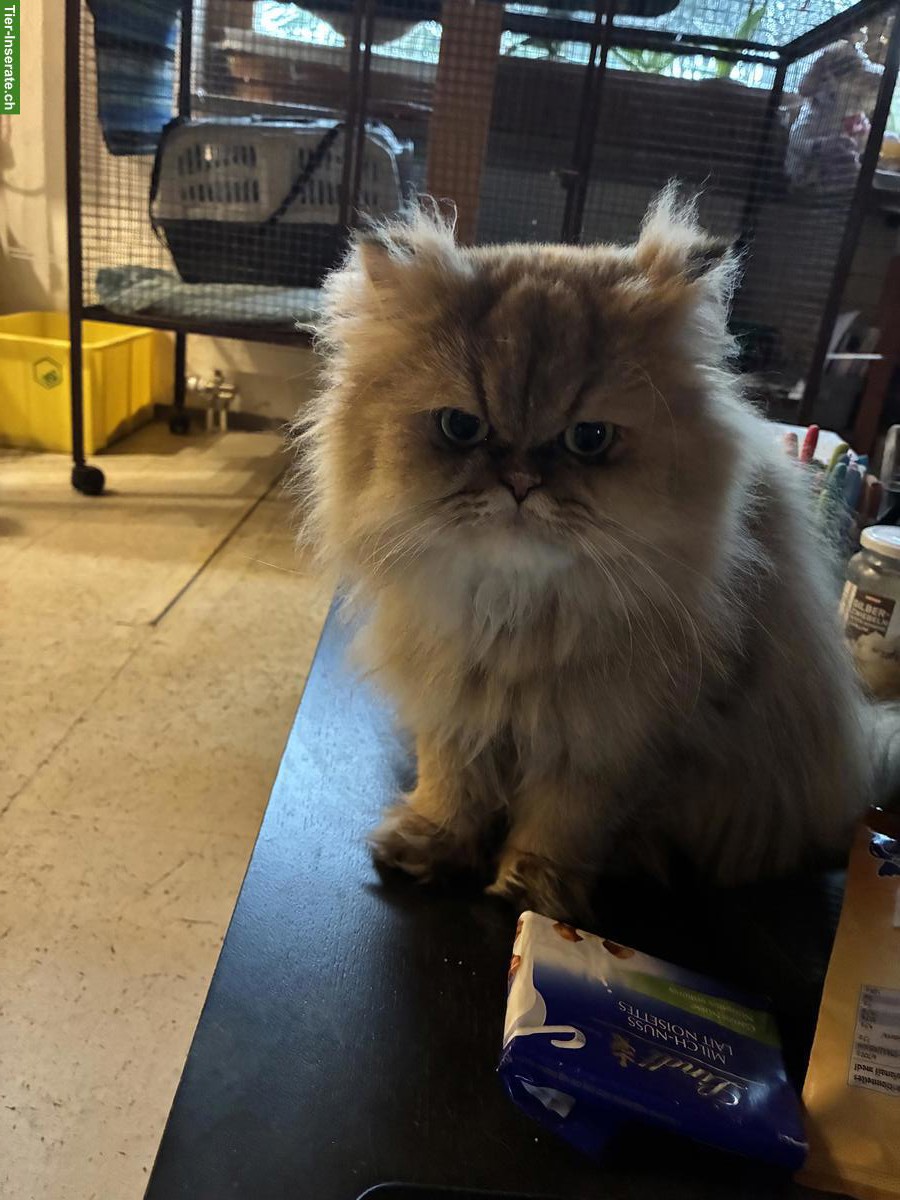 Bild 3: Britisch Langhaar Kätzin sucht ruhiges Zuhause