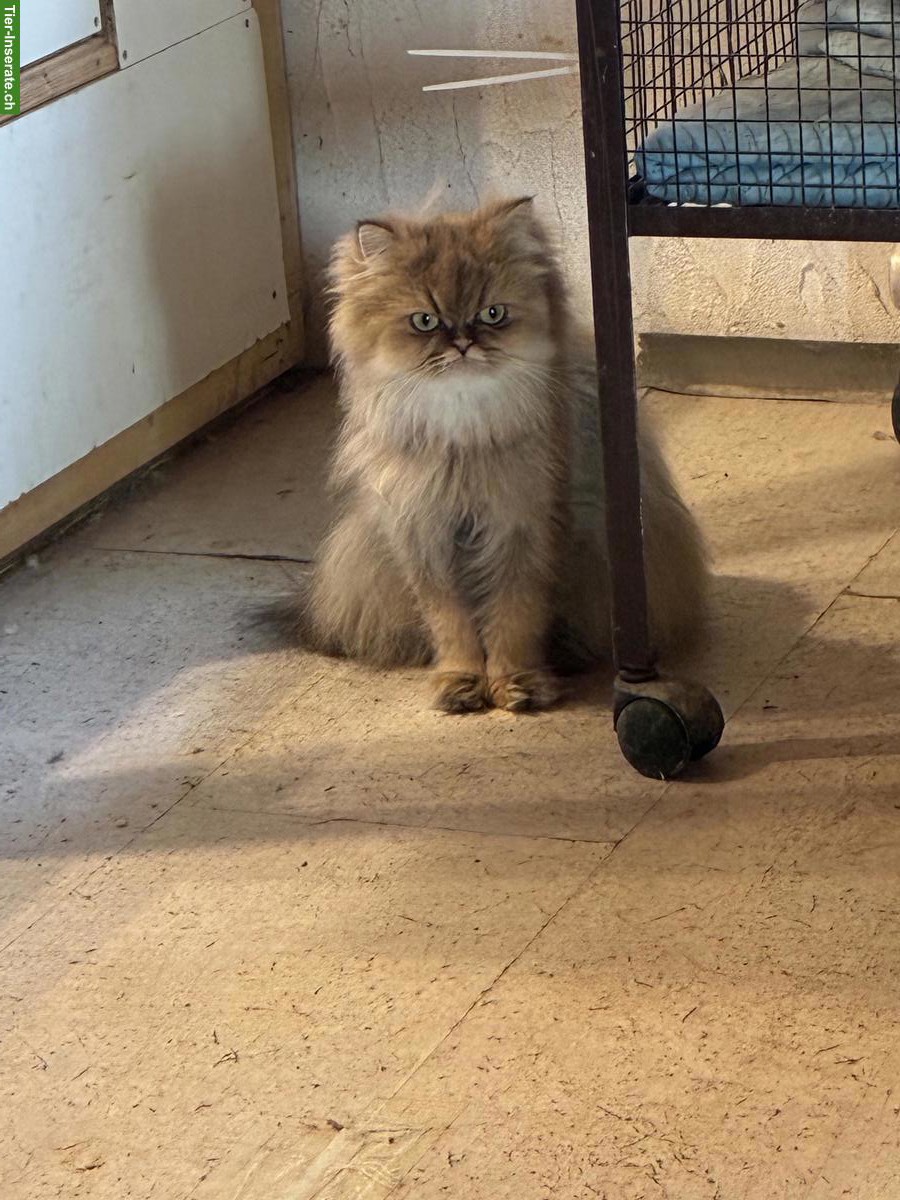 Bild 4: Britisch Langhaar Kätzin sucht ruhiges Zuhause