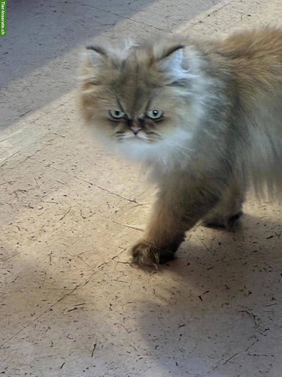 Bild 5: Britisch Langhaar Kätzin sucht ruhiges Zuhause