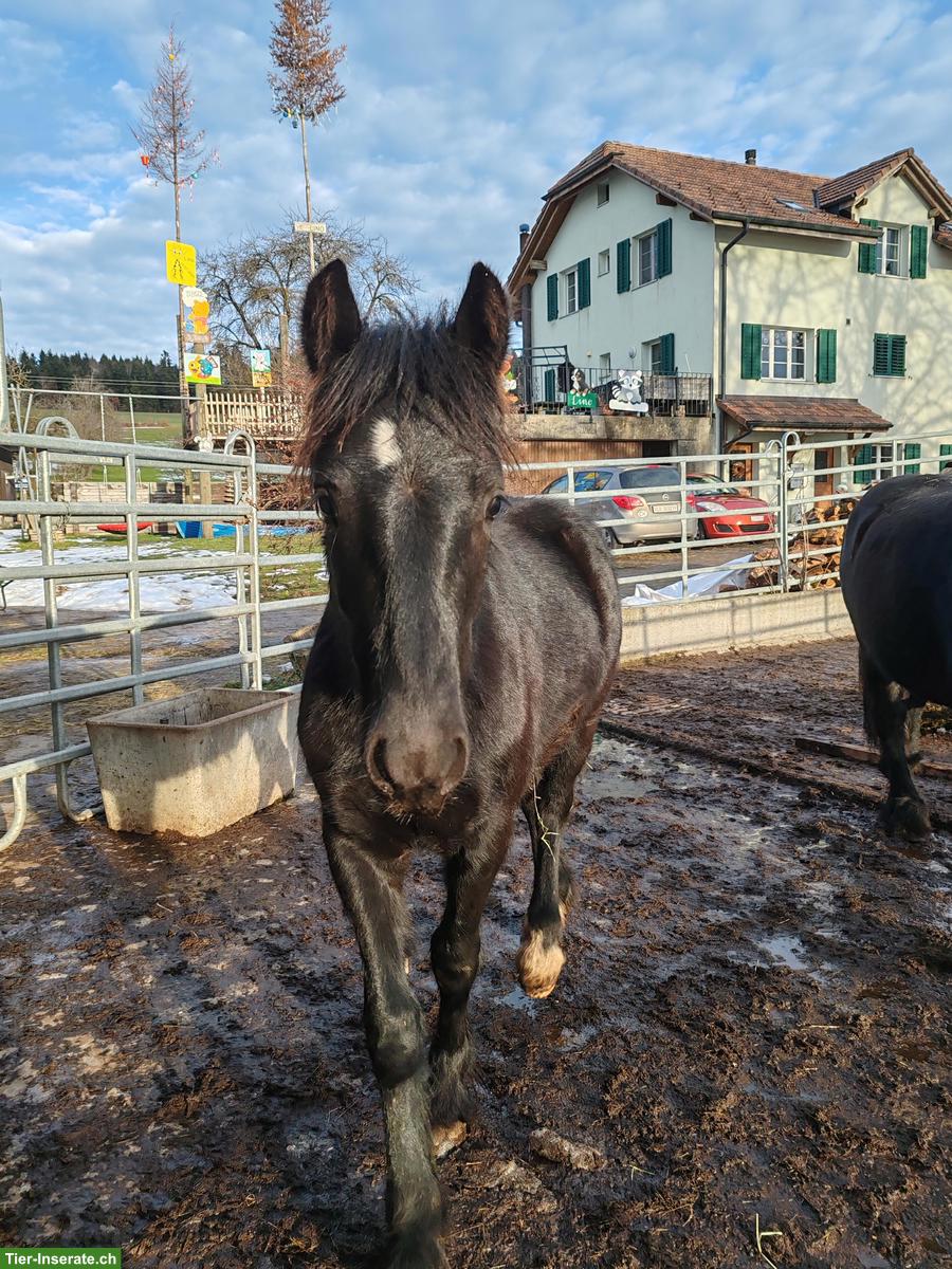 Dales-Pony Hengstfohlen, ideales Kinder- oder Therapiepony