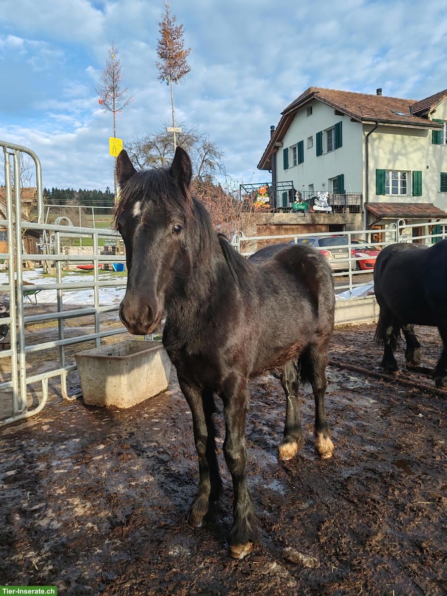 Bild 2: Dales-Pony Hengstfohlen, ideales Kinder- oder Therapiepony
