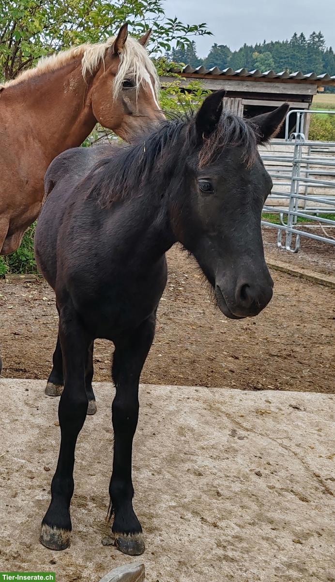 Haflinger x Dales-Pony Mix Hengstfohlen
