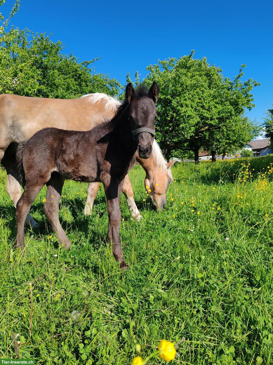 Bild 2: Haflinger x Dales-Pony Mix Hengstfohlen