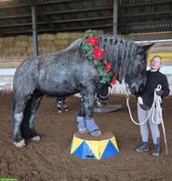 Reitbeteiligung in Oberuzwil für belgische Kaltblutstute